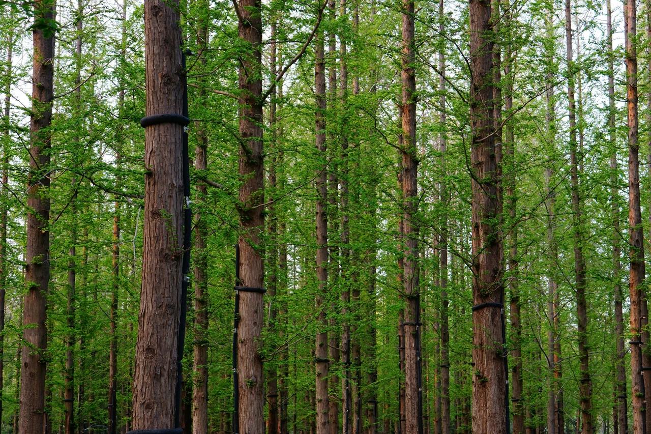 Non solo sequoie: ecco gli alberi giganti più alti del mondo che ti stupiranno