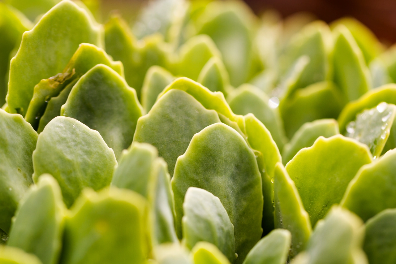 Che pianta è l’erba della Madonna? Ecco le proprietà benefiche nascoste