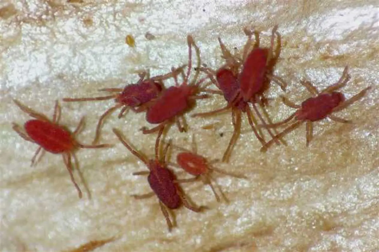 L’incredibile verità su dove si nascondono milioni di acari in casa tua
