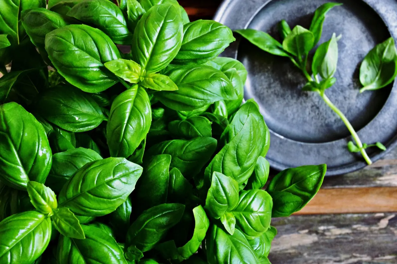 Il tuo basilico muore al sole? Ecco il trucco geniale per ombreggiarlo gratis e salvarlo